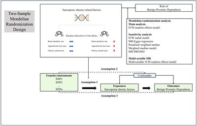 The causal relationship between sarcopenic obesity factors and benign prostate hyperplasia